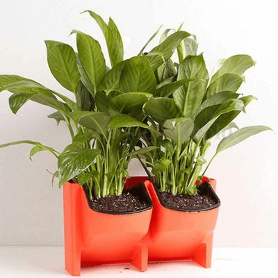 Jardinière Murale - GardenWallPlanter™ - Rouge - Oasis Citadin